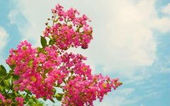 4.2 植物花卉系（别选太俗气， 比方说‘玫瑰’会让人以为你爱浪漫）