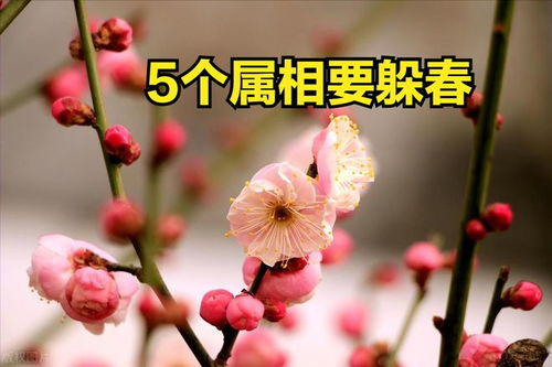 2024年立春躲春的生肖与今年立春躲春的生肖有何不同？