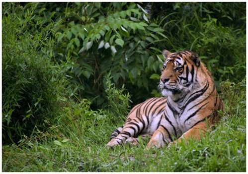 属虎人2026年感情运势具体表现和变化是怎样的？