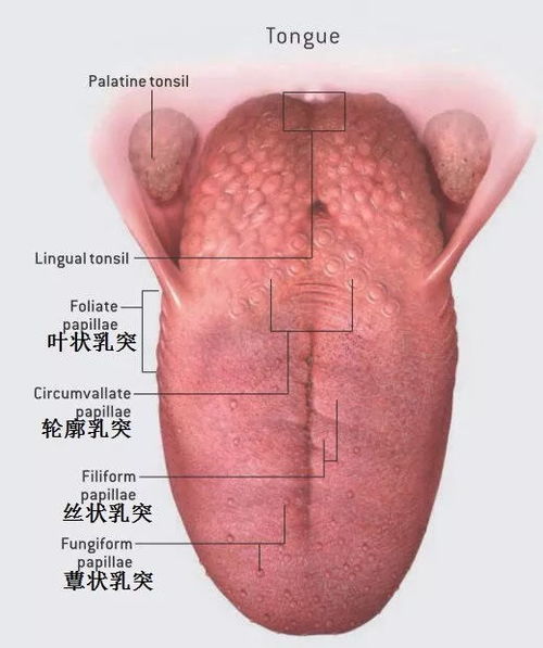 以舌也能瞧性格命运,舌头的相关特征能反映一个人的性格,以及因而造就的命运.