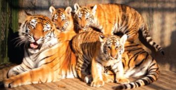 志士仁人是什么生肖？猜测是哪种生肖动物？