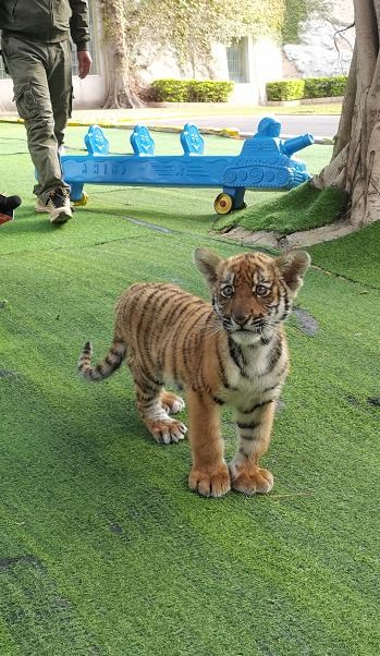 2022年出生的虎宝宝，有没有什么好名字给女孩子呢？