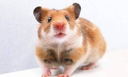 2008年出生属鼠的男孩在2026年学业表现会如何，他的未来学业前景好吗？