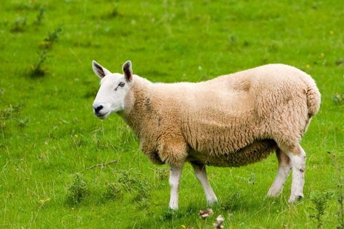 属羊的人住楼房哪一层楼层蕞吉利？