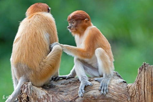 2026年属猴的人适合哪一天结婚？婚姻吉日推荐？