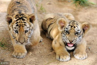 2026年属虎的人结婚好吗，这个年份适合他们步入婚姻殿堂吗？