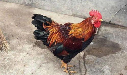 先别急着买票， 咱先说说名儿里的道道