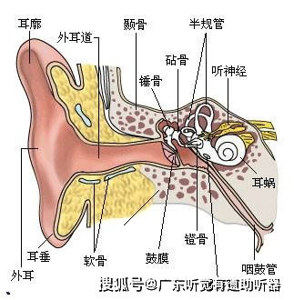 4.4 指压法：耳窝与其他辅助点位