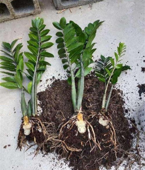 五、 繁殖技术：分株与扦插两大路径