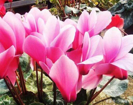 仙客来花语中的美好寓意具体是什么含义呢？