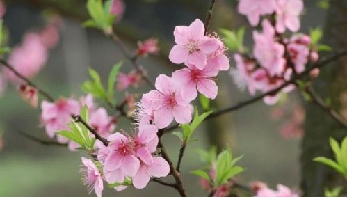 女性八字中烂桃花的表现有哪些？如何避免八字中的烂桃花？