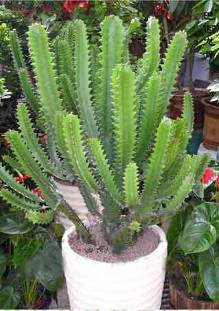 露台种植葡萄风水适宜吗？