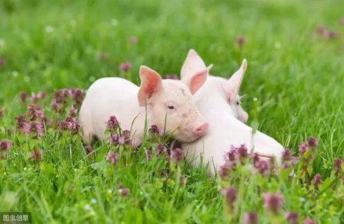 属猪人如何提升桃花运？今年运势如何？