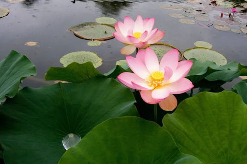 再过129天四大生肖财运如何，嫩否横财如泉涌，锦绣前程，桃花旺吗？