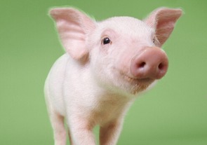 1995年属猪的人火命还是木命，这生肖命理含义是什么？