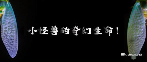 从文化底蕴象征到心明白析：解读窗外较低语的不同视角