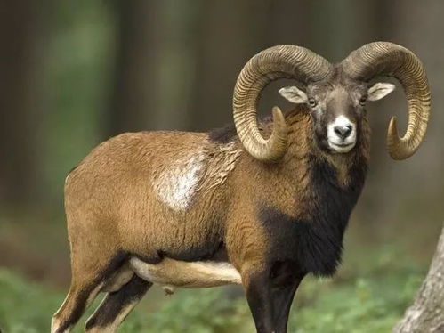 1979年出生属羊的人2026年的财运如何？