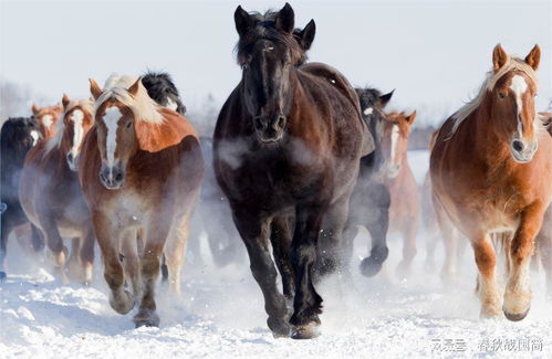 2026年属马的人每个月运势如何，全年运势书具体含义是什么？