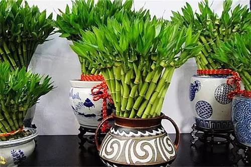 一、  竹类植物招财机制的传统方式文化底蕴解析与现代化科学研究实证
