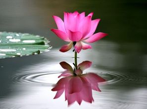 2026年姓名配对正菊，2026年八字如何调整才能利于姻缘？