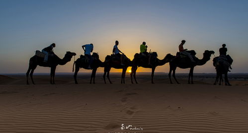 摩洛哥撒哈拉：星空下的骆驼梦
