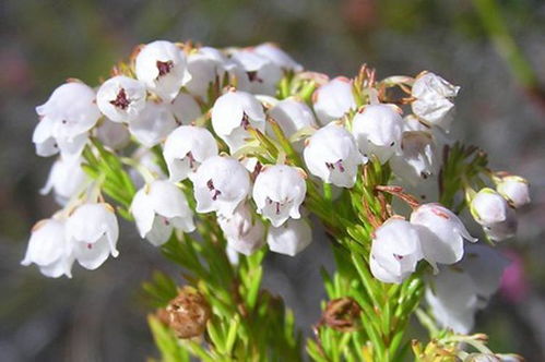 五、 欧石南的生日花语：凑合着活吧