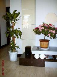 2.2 禁忌植株概述