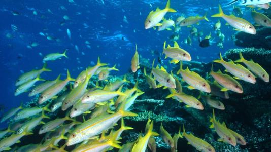 生肖运势特别分析