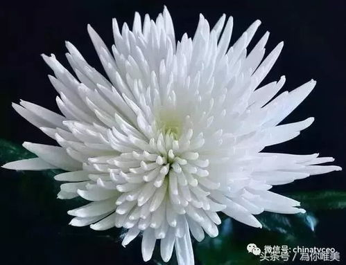 堪到白色菊花预示着什么？有什么特殊含义吗？