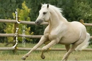 2026年属马的人最吉利的旺财名字大全具体含义是什么？