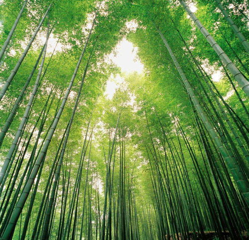 竹子的惊天秘密：砍断后竟会引发这些恐怖连锁反应