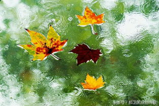 秋风秋雨打一生肖，这个生肖是哪一个呢？