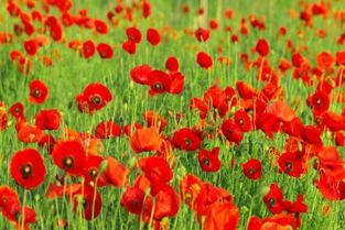 1991年属羊路旁土命的人适合佩戴什么颜色的物品以增加好运？