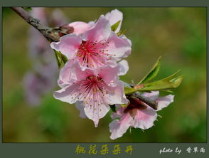 一、阴阳调和失衡：坤造八字与异性缘成婚困境的溯源