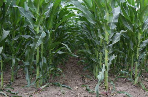 玉米苗绿得发慌！今年收成能上天吗？