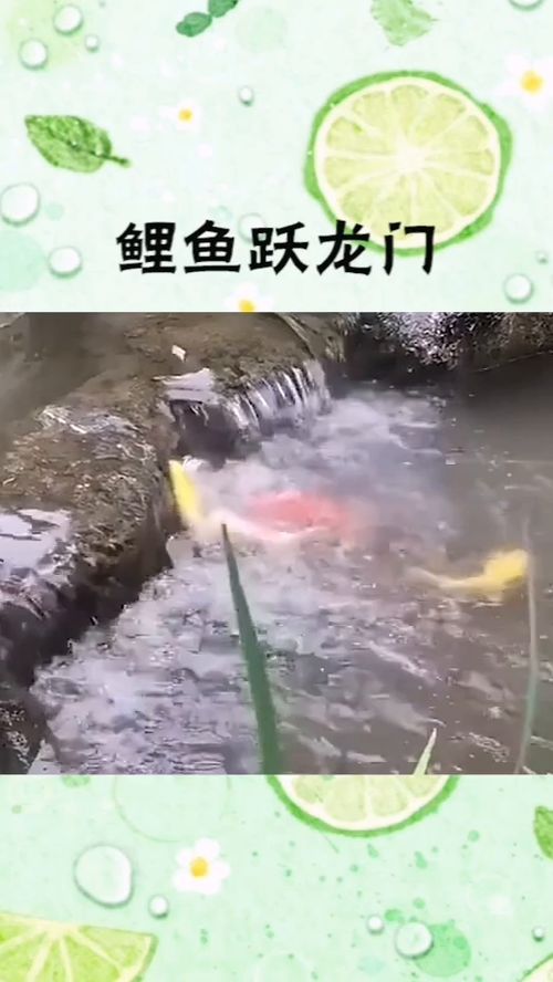 寄托努力与奋勇向上的精神层面