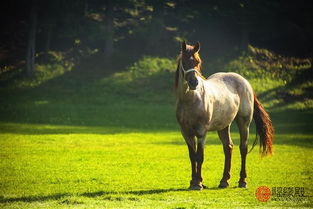 属蛇和属马的婚姻关系如何，买房时应选择几层楼最吉利？