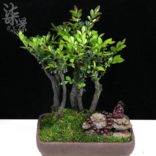 小叶紫檀盆景的风水功效