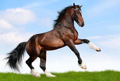 2025年属龙如何招财转运，属龙76年属马的运势如何？