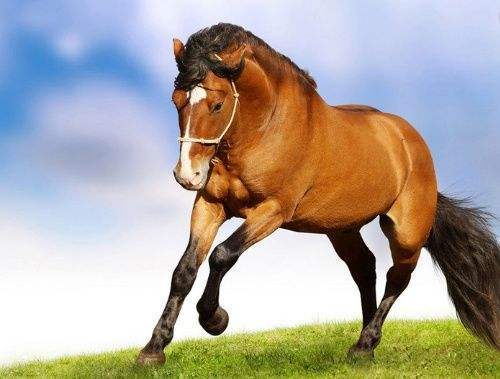 属马人：暴躁小辣椒的爱情故事