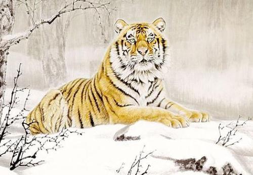 属虎人2026年牛年运势如何？虎牛全年运势具体表现是什么？