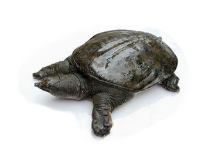 梦到在水里捞出来一只甲鱼，这是不是意味着什么特别的预兆呢？