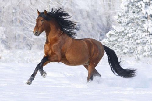 2026年属马彻底大爆发，帝王砂生肖马究竟意味着什么？