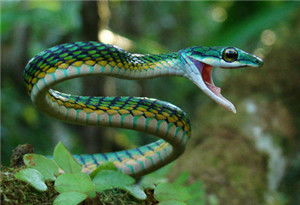 孕妇梦见绿色蛇会预示生什么？