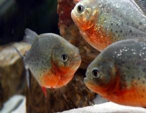 养小型红腹食人鱼会对家宅风水产生不良影响吗？