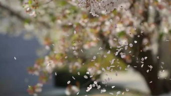 旅顺203樱花园：一场粉色灾难还是视觉盛宴？