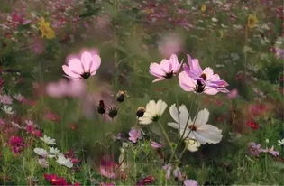 震惊！高原之花格桑花的惊天秘密，2026年种它竟能改运！