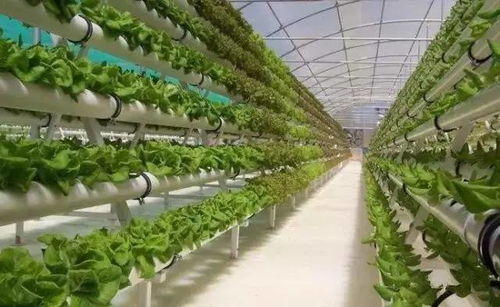 桑树的特殊禁忌与文化解读