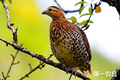 鹧鸪叫声如何判断吉凶，其叫声种类有几种？