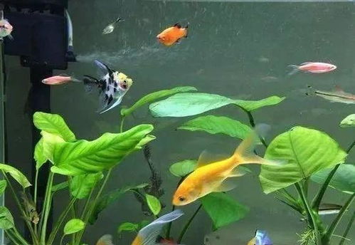 养殖注意事项：构建和谐共生的生态环境